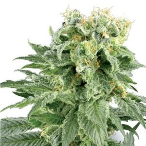 Flo OG Seeds