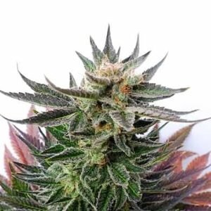 Fortune Cookies Auto