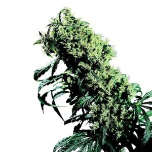 Frida CBD Seeds