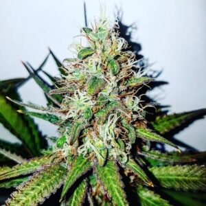 GMO Cookies Seeds
