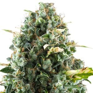 Gobbilygoo Seeds