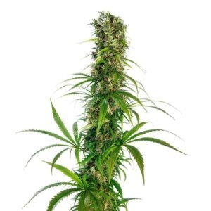 God Bud Auto