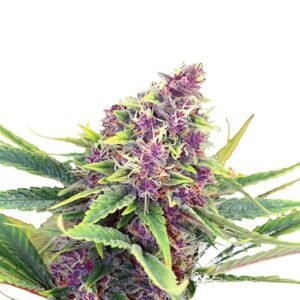 Godfather Purple Kush Seeds