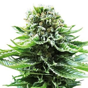 Grand Hindu Seeds