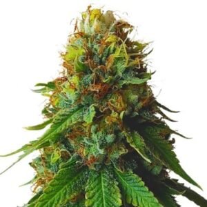 Grandpa Larry OG Seeds