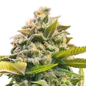 Grape Stomper Seeds