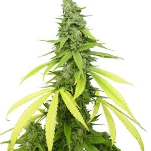 Green Kush Seeds