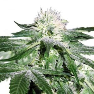 Haze CBD Seeds