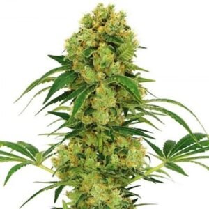 Hempstar Auto