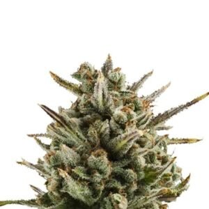 Hercules Seeds