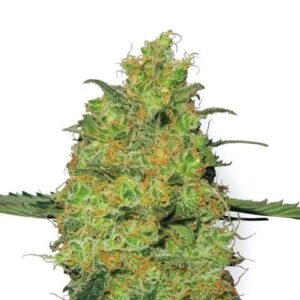 Huckleberry Seeds