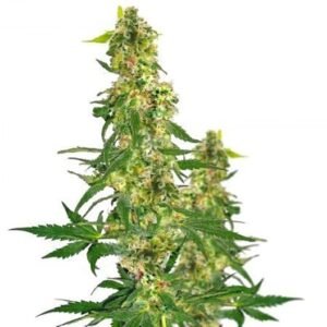 Jack Flash Seeds