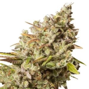 Jedi Kush Auto