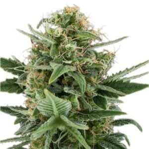 Kimbo Kush Seeds