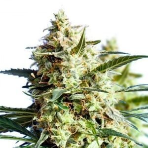 King’s Kush Seeds