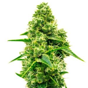 L.A. Sunshine Auto