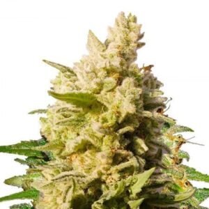 Lemon Diesel Seeds