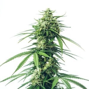 Lemon Fire Seeds