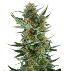Lemon Jack Seeds