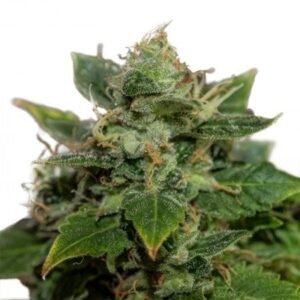 Lemon Skunk Seeds