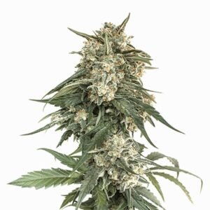 Mad Scientist Auto