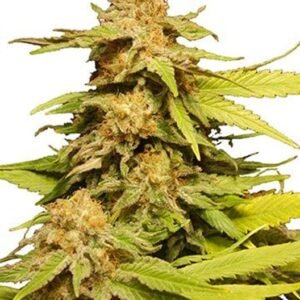 Maui Pineapple Chunk Seeds