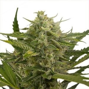 Moby Dick Seeds