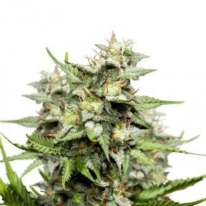 Motorbreath #15 Seeds