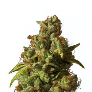 Mt. Rainier Seeds