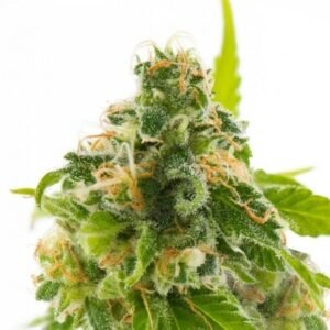 Night Nurse Seeds