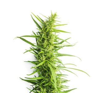 Northern Wreck Seeds