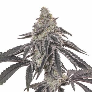 Ogre Berry Auto