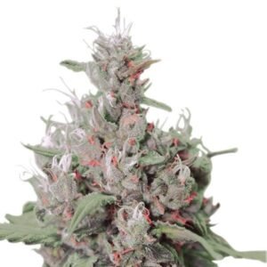 Orange Cookies Seeds