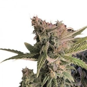 Pineapple Diesel Seeds