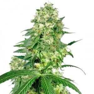 Pineapple Haze Seeds