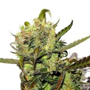Pineapple Jack Seeds