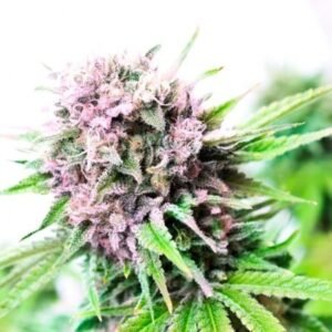 Pink Bubba Seeds