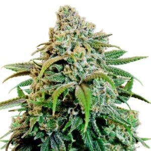 Pink Champagne Seeds