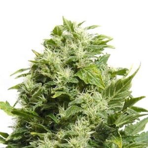 Pink Death Star Seeds