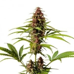 Pre-98 Bubba Kush Auto
