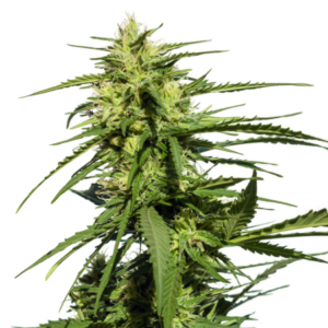 Purple Candy Auto