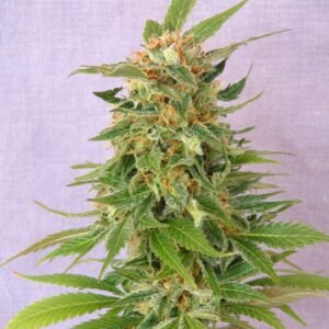 Purple Punch Auto