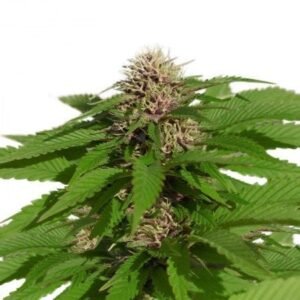 THC Bomb Auto