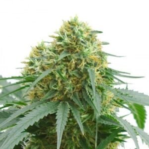 Raspberry Cough Kush Auto