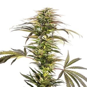 Ray Charles Seeds
