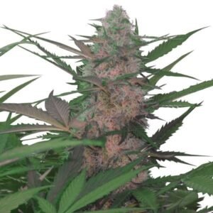 Red Congolese Auto