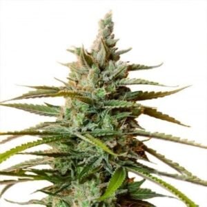 Rockstar Seeds
