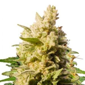 Rollex OG Kush Seeds