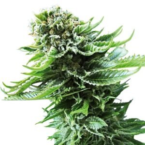 Romulan Auto