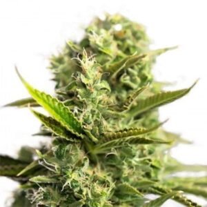 Romulan Seeds